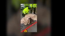 Knipan räddar hjort