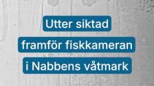 Utter