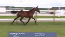 # 12 - Allegra Avanza